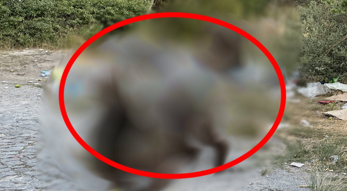 Canlarını tehlikeye atıyorlar! O canavarlar şehrin göbeğine kadar indi! Sakın yaklaşmayın...