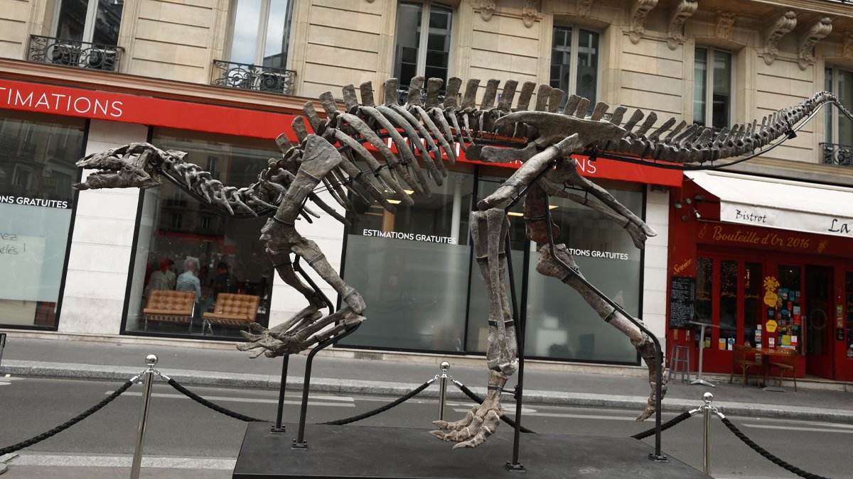 150 milyon yıllık dinozor açık artırmada: Ziyaretçiler gözlerine inanamıyor