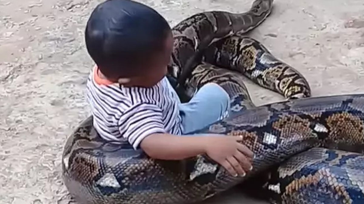 Dev yılan küçük çocuğa dolandı ve... Sosyal medyayı ayağa kaldıran görüntü: Buna nasıl izin verirsiniz