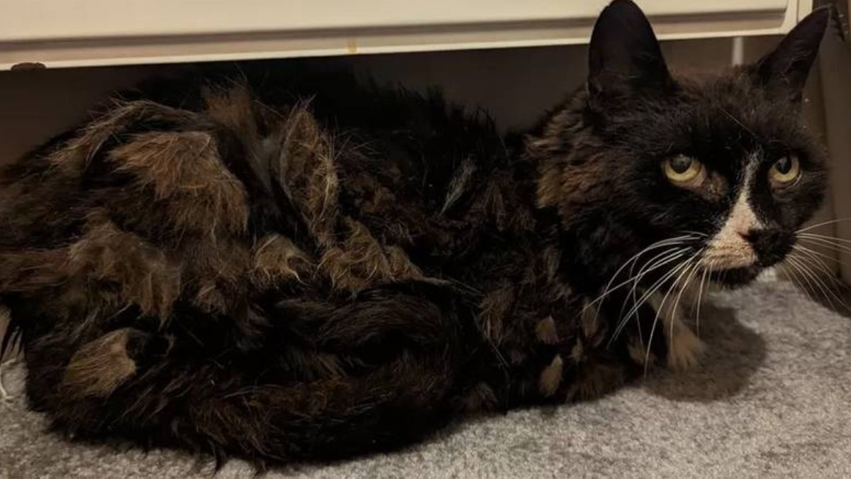 Daisy isimli kedi mikroçip sayesinde bulundu: 11 yıl sokakta yaşadı