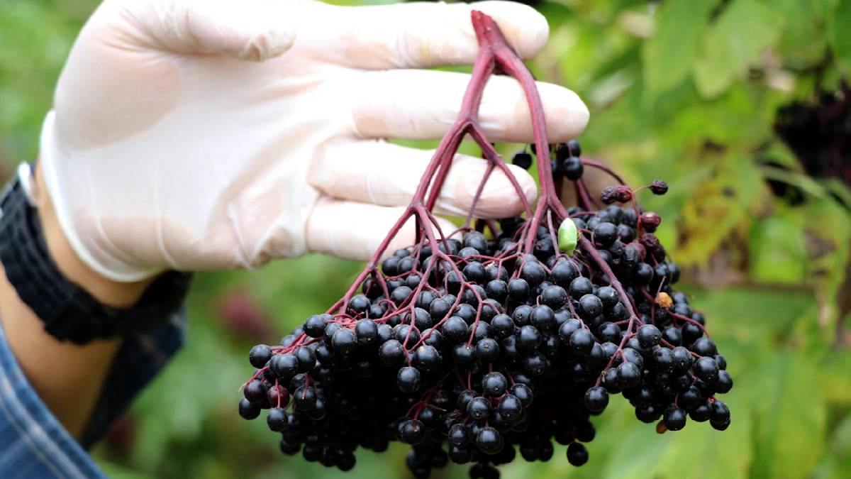 Edirne'de "süper meyve" hasadı başladı! Faydasını saymakla bitmiyor, üretici en kaliteli hasat diyerek duyurdu