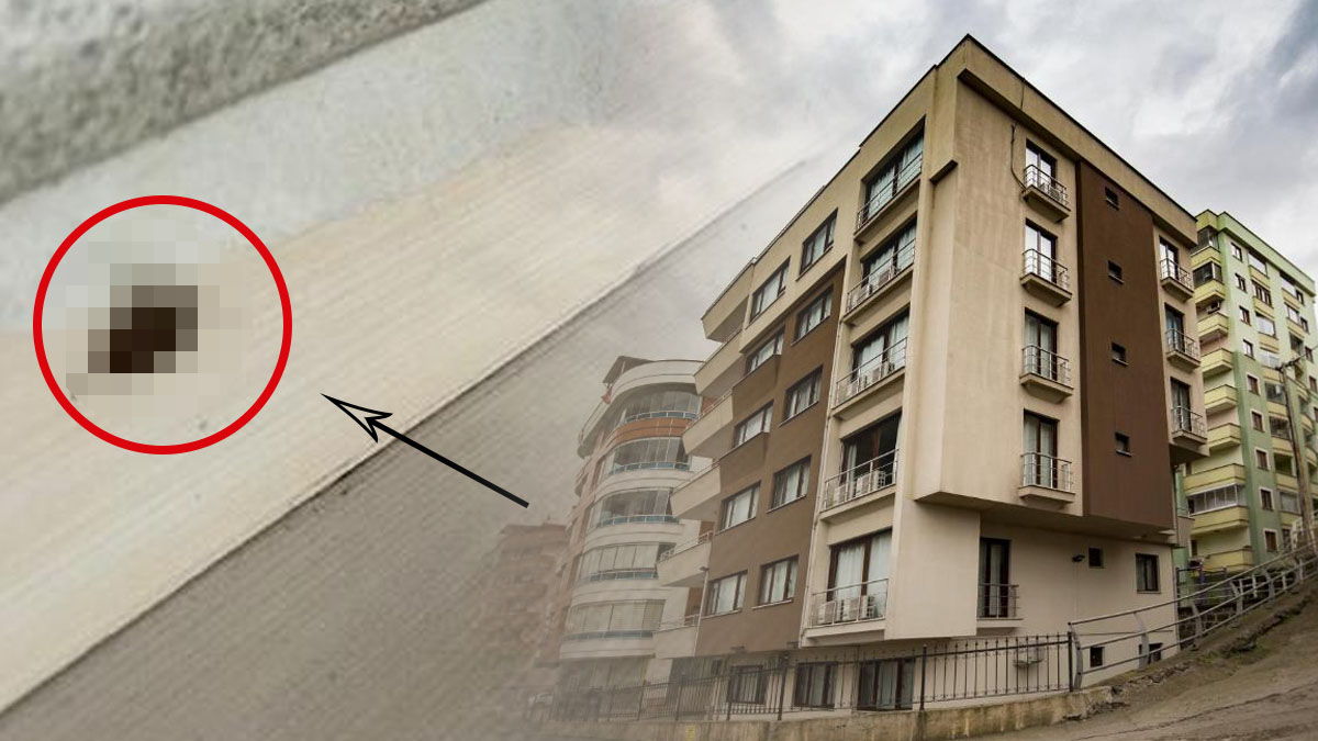 Amerika'dan geldi bütün Karadeniz'i istila etti! Samsun, Ordu, Giresun ve Trabzon dikkat... Köy göçürten istila: Şimdi Bartın'da