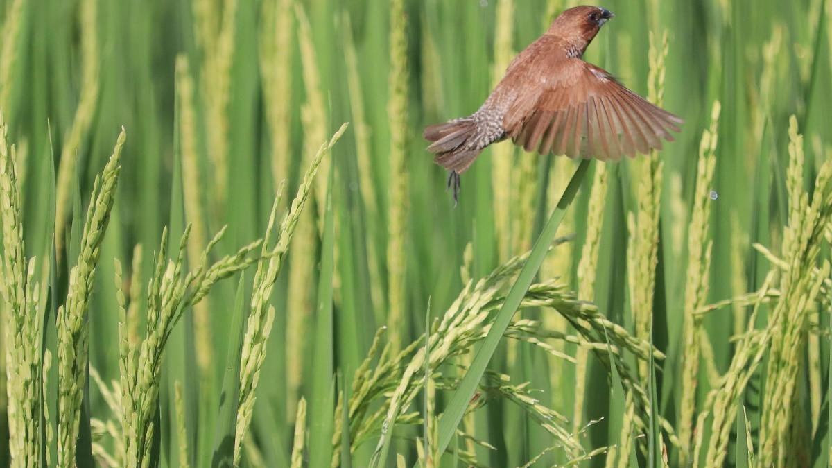 Tanzanya'da pirinç tarlalarında küela istilası: 5 milyondan fazla kuş öldürüldü
