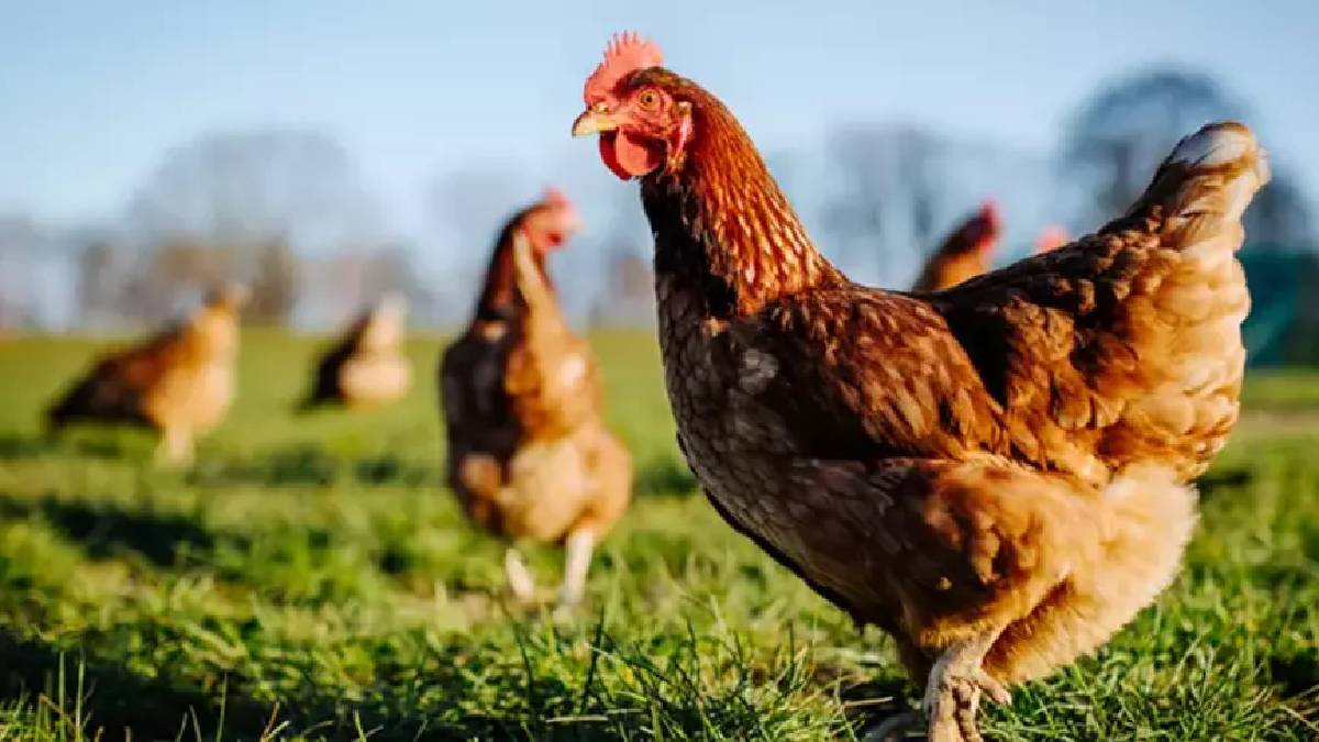 Bu tavuklar sizi çekiştiriyor! Tavuklar gıdakladı onlar tercüme etti: Meğer dedikodunun dibine vuruyorlarmış