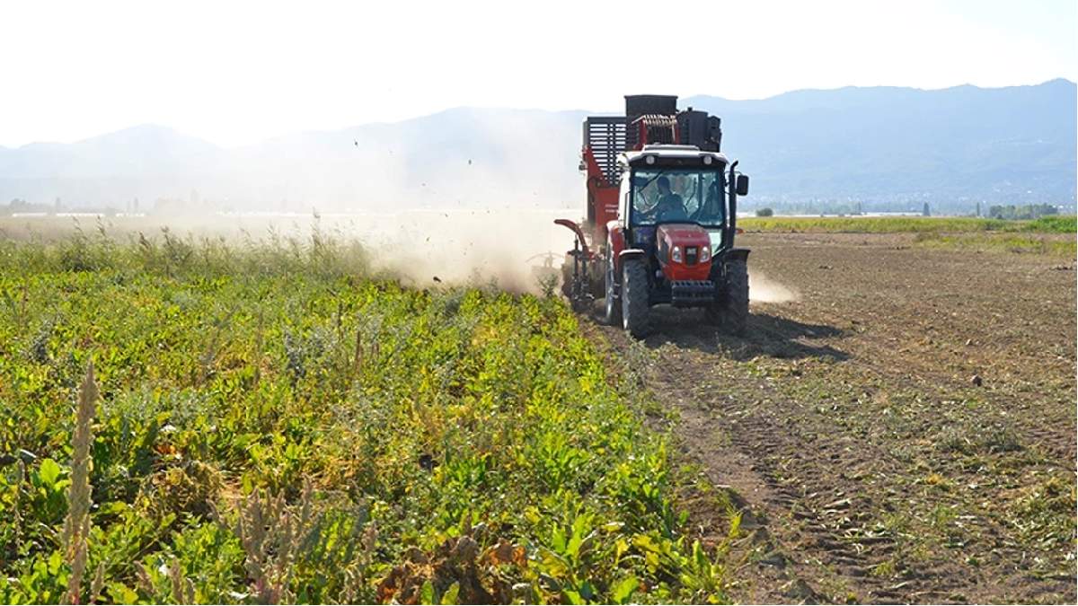 Bitlisli çiftçiden 'şeker' gibi hasat! Tam bir C vitamini deposu: Fiyatı ise tam bedava denilecek türden