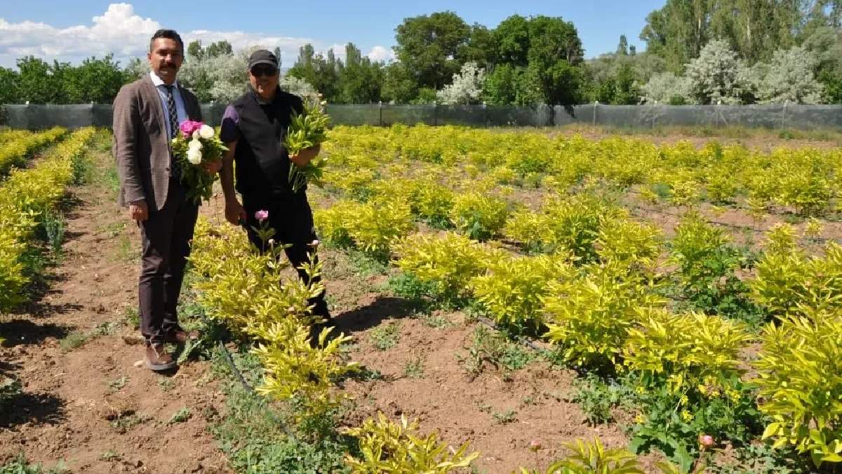 Hollanda'da tanıştığı o ürünü Sivas'ın bozkır toprağında yetiştiriyor: Taleplere yetişemeyen üretici resmen para içinde yüzüyor!
