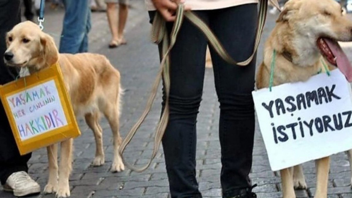 İstanbul'da 'insan' vahşeti: Kedi ve köpekleri bıçakladılar!