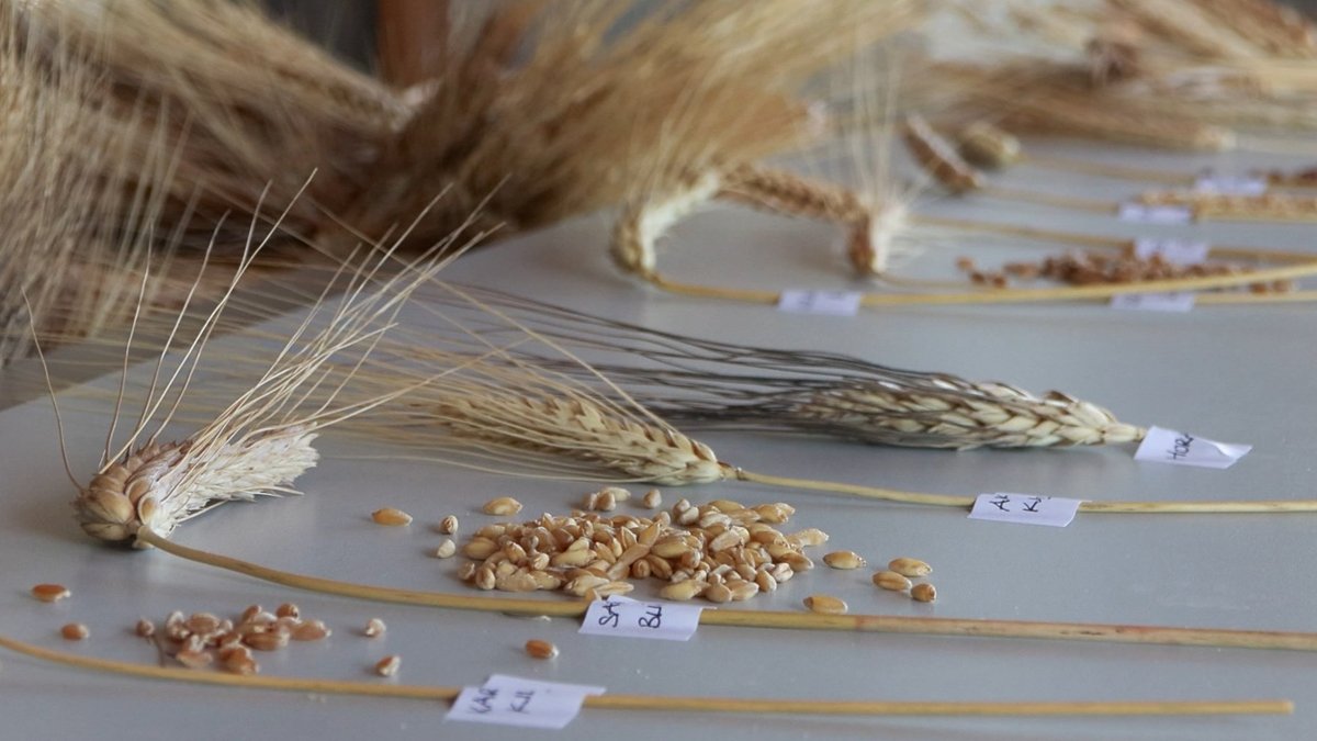 Karacadağ'dan dünyaya yayıldı ama Türkiye'de kalamadı... Buğdayın yüzde 92'sini kaybettik