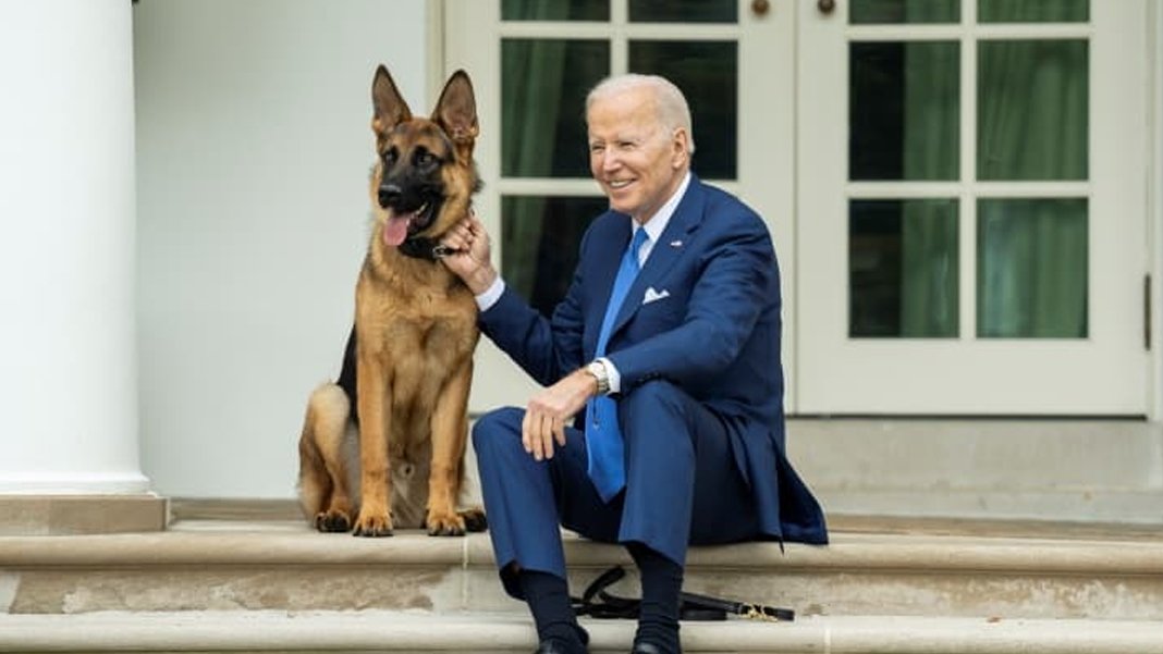 Biden'ın köpeği bir gizli servis görevlisini daha ısırdı