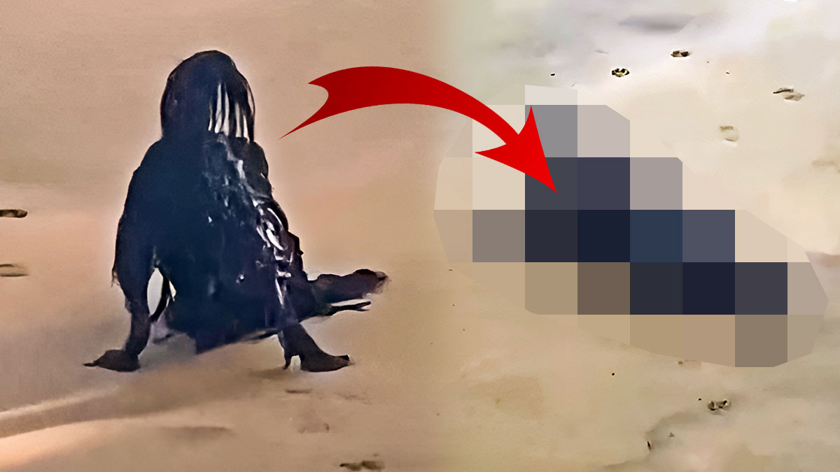 Plajdaki yaratık, görenleri korkuttu! Hiç kimse ne olduğunu anlayamadı, taa ki yüzünü dönene kadar...