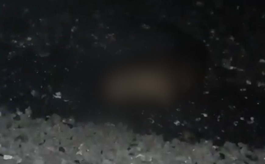 Kırmızı listede yer alan o tür Türkiye'de ortaya çıktı:Zonguldak, Bartın, Bolu, Düzce..Aman dikkat ansızın karşınıza çıkabilir