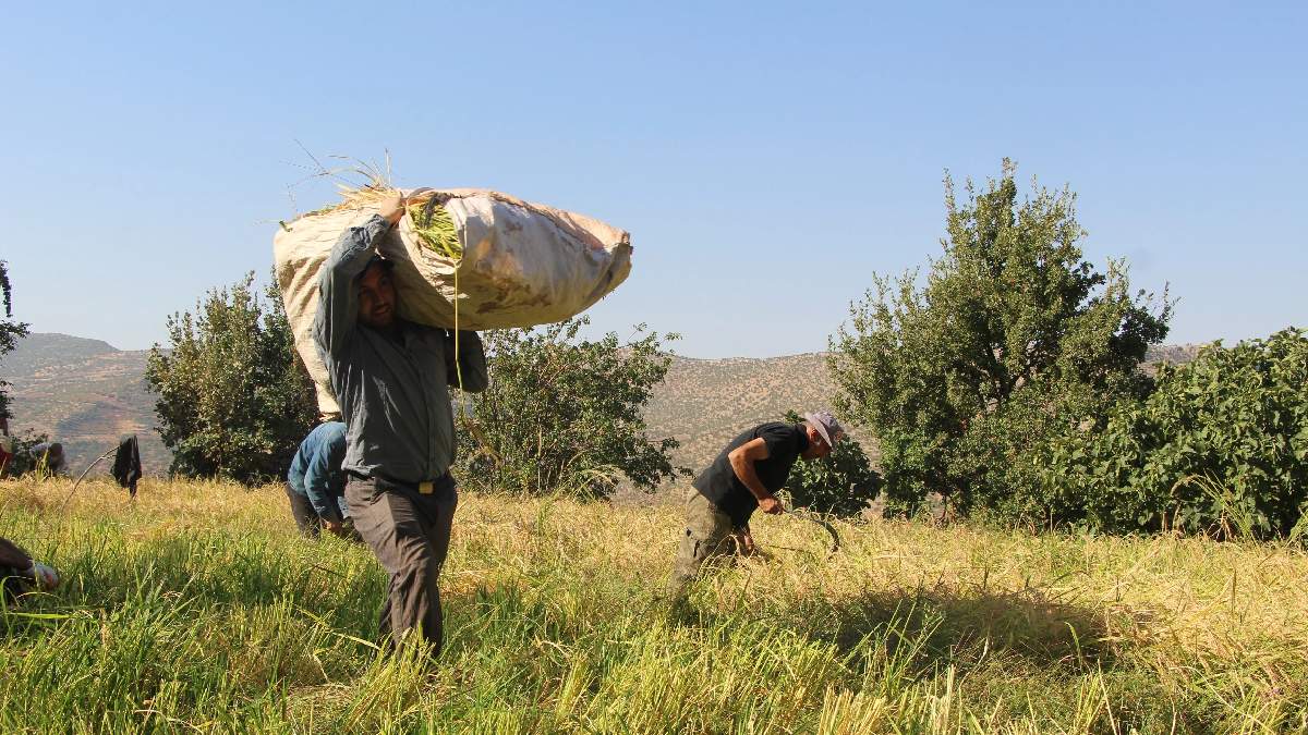 Vücudun yakıt deposu, kanserin en büyük düşmanı! Batman'da hasadı başladı: Geçen yıl 40 TL olan ürün bu yıl 70 TL