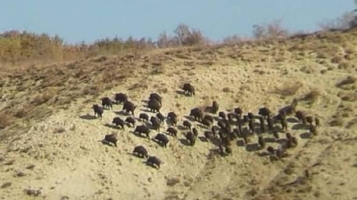 Adıyaman’dan sonra Elazığ’a sıçradı! Resmen her yeri talan ediyorlar… Kapınızın önüne çıkarken bile dikkat edin