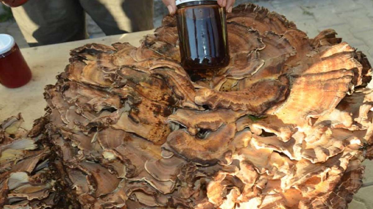 Ormanda gezerken resmen hazine buldu!  Tam 37 kilo, pazarda millet almak için birbirini ezdi