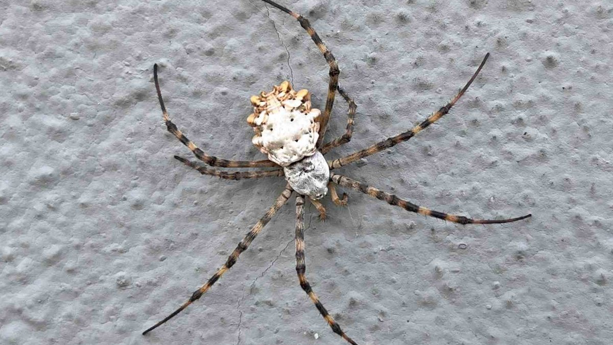 Küresel ısınma Türkiye'ye yeni bir böcek getirdi: Kuzeye doğru yayılıyor
