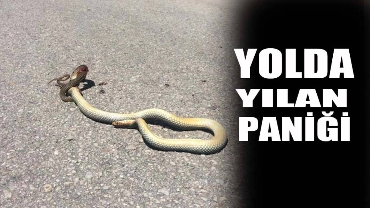 Burası Amerika değil Türkiye! Dev yılan yolun ortasında dehşet saçtı, tam 2 metre boyunda... O ilimizde istila başladı!