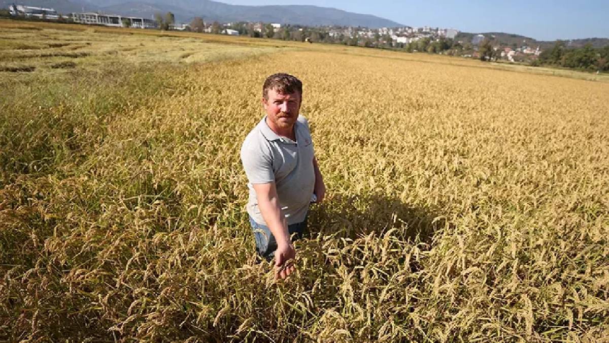 Ata tohumuyla ekti, şimdi tarladan bereket fışkırıyor! Öyle bir para kazanıyor ki: Üstüne bir de bakanlık destek veriyor