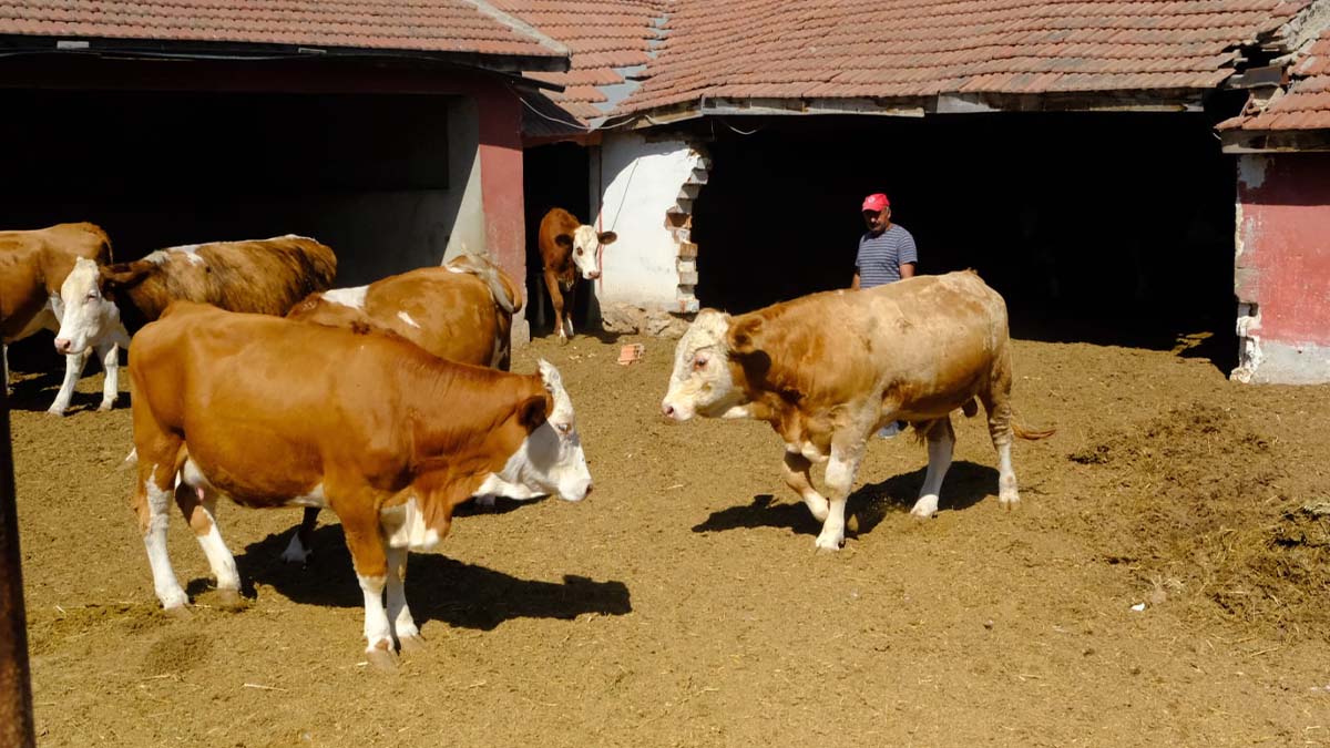 Büyükşehir’den damızlık boğa desteği
