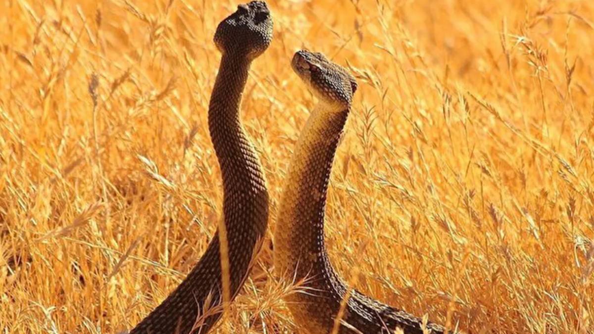 Dünyanın en zehirli yılanı! Görüntüleri izleyince şok olacaksınız, o ülkede istila başladı... Yılanlar ölüm dansına başladı!