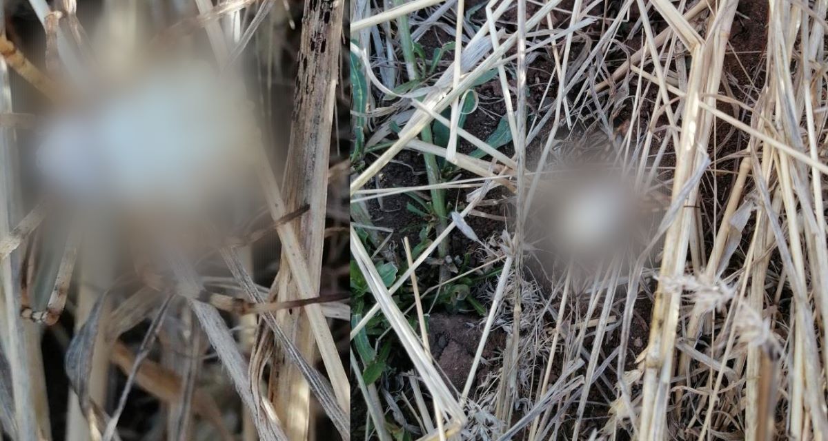 Sivas, Balıkesir, Gümüşhane, Eskişehir ve Malatya dikkat! Afrika'dan gelen o canavar dibinizde: Gördüğünüz yerde kaçın