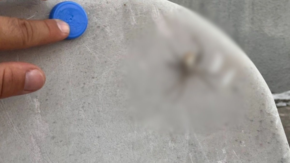 İstila hızla yayılıyor! Tokat, Balıkesir, Gümüşhane, Eskişehir, Sivas, Malatya derken şimdi de Tekirdağ'da... Gören inanamıyor