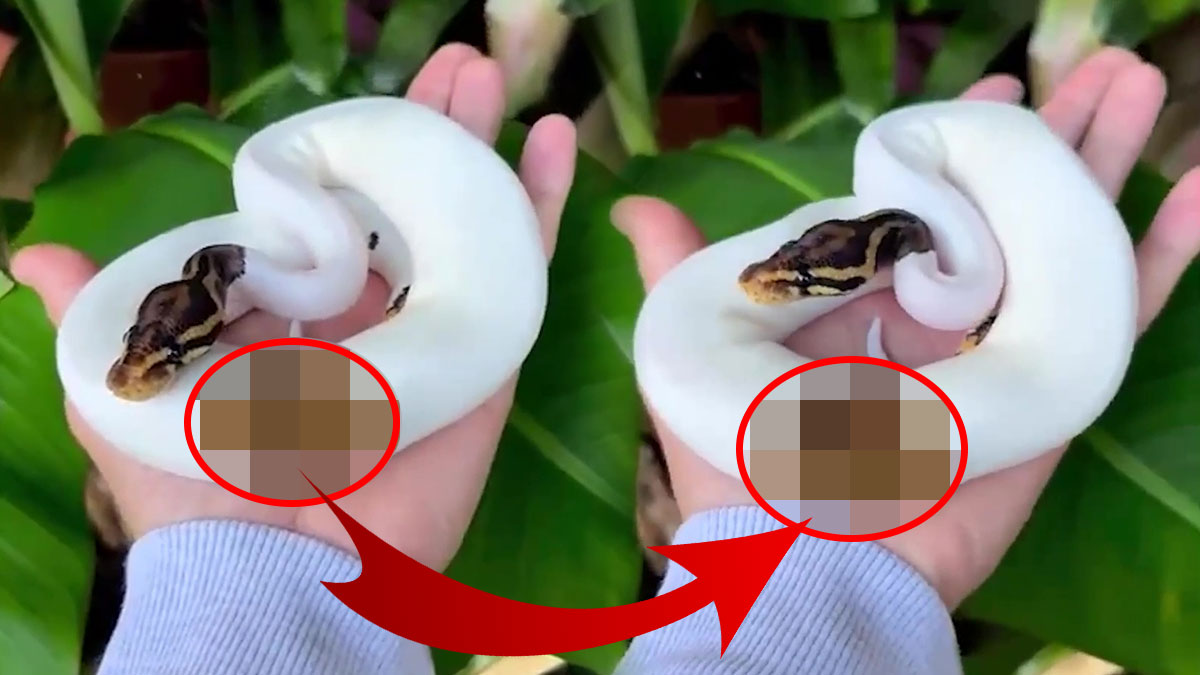 Ürkütücü ama güzel, derisinde öyle bir desen var ki... Evinize alıp beslemek isteyeceğiniz tek yılan bu olabilir!