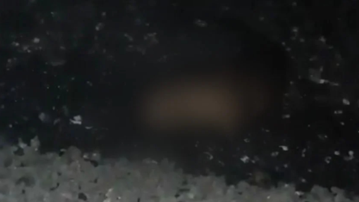 Kırmızı listedeki o tür Türkiye'de görüldü! Zonguldak, Bartın, Bolu, Düzce... Dikkat edin her an karşınıza çıkabilir