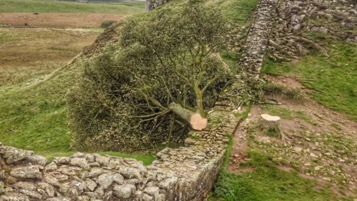 ‘Yılın İngiliz Ağacı’ seçilen 300 yıllık çınarı kesmişti: 16 yaşındaki genç kefaletle serbest