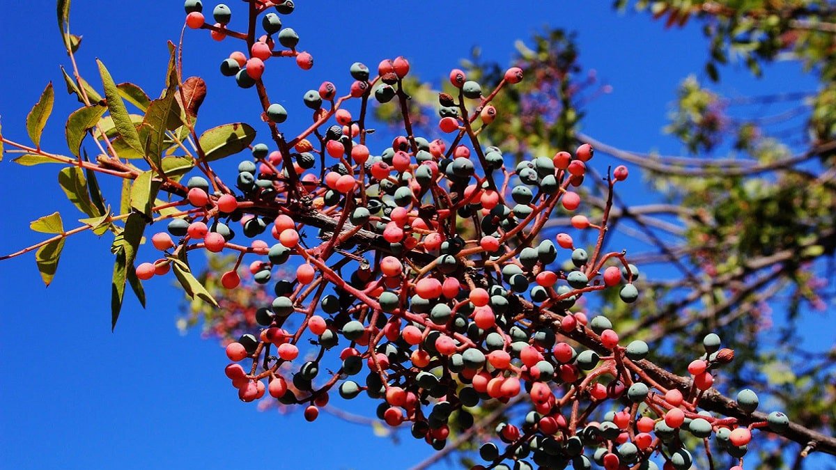 Turistler bunu almak için o ilimize kadar gidiyor! Ne fındık ne aronya, bunu eken üretici para biçiyor