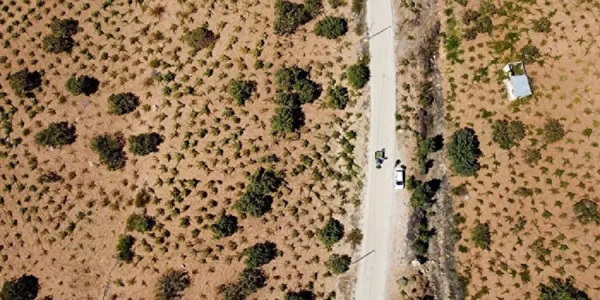 Yıllar önce bir ziraat mühendisi aşıladı! Şimdi bölgedekilerin geçim kaynağı: 250 TL'lik fiyatıyla paraya para demiyorlar