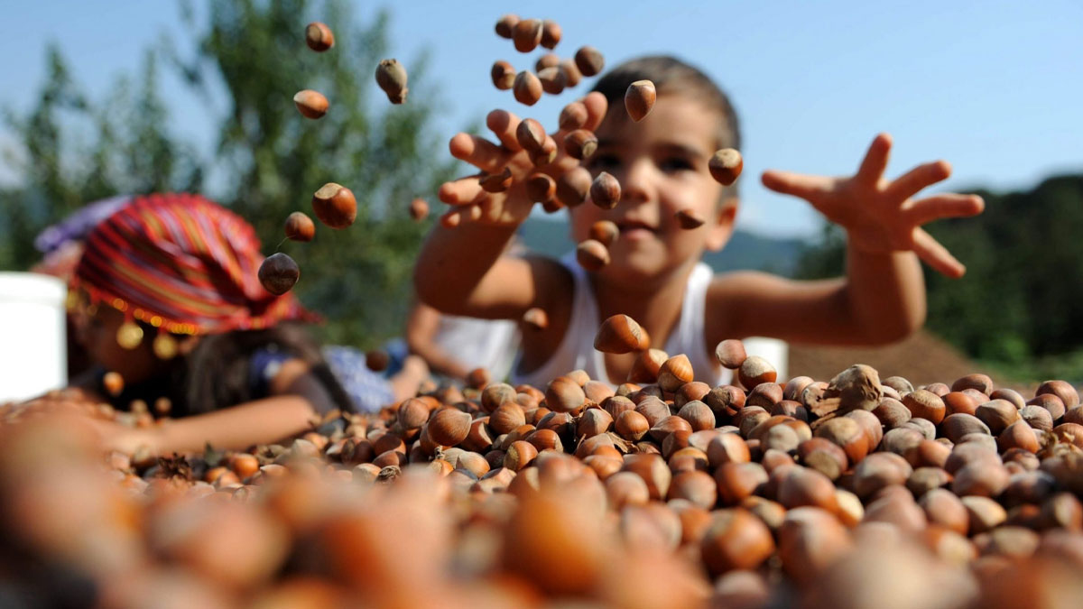 Gürcistan'dan giriş yaptı, Karadeniz'in kabusu oldu! İşte fındık üretimindeki azalmanın nedeni