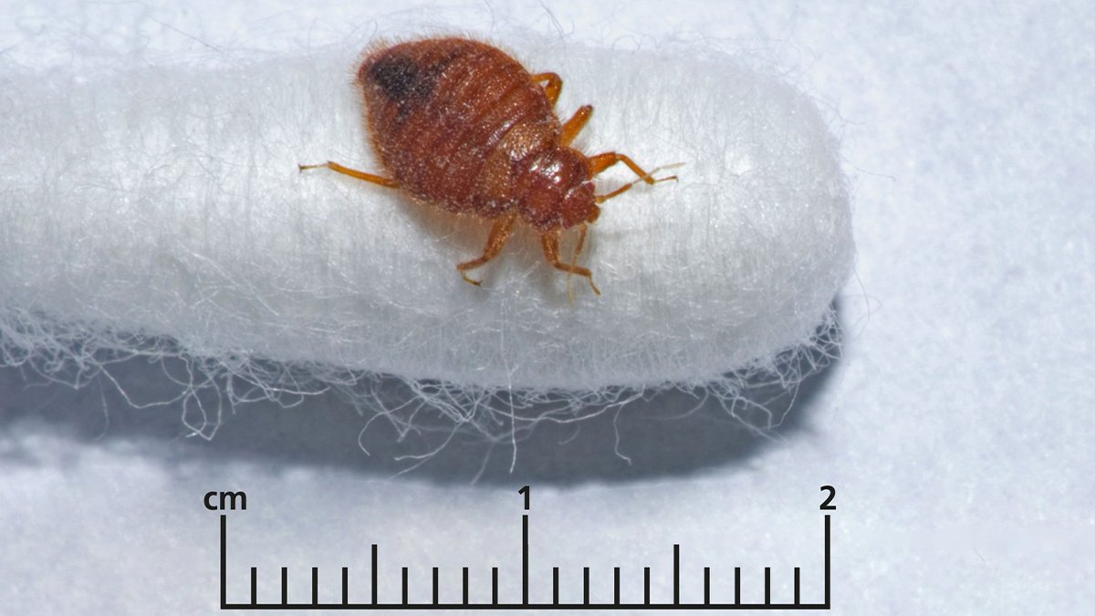 Kalabalık mekanlarda görülüyor: Paris'i tahtakuruları bastı