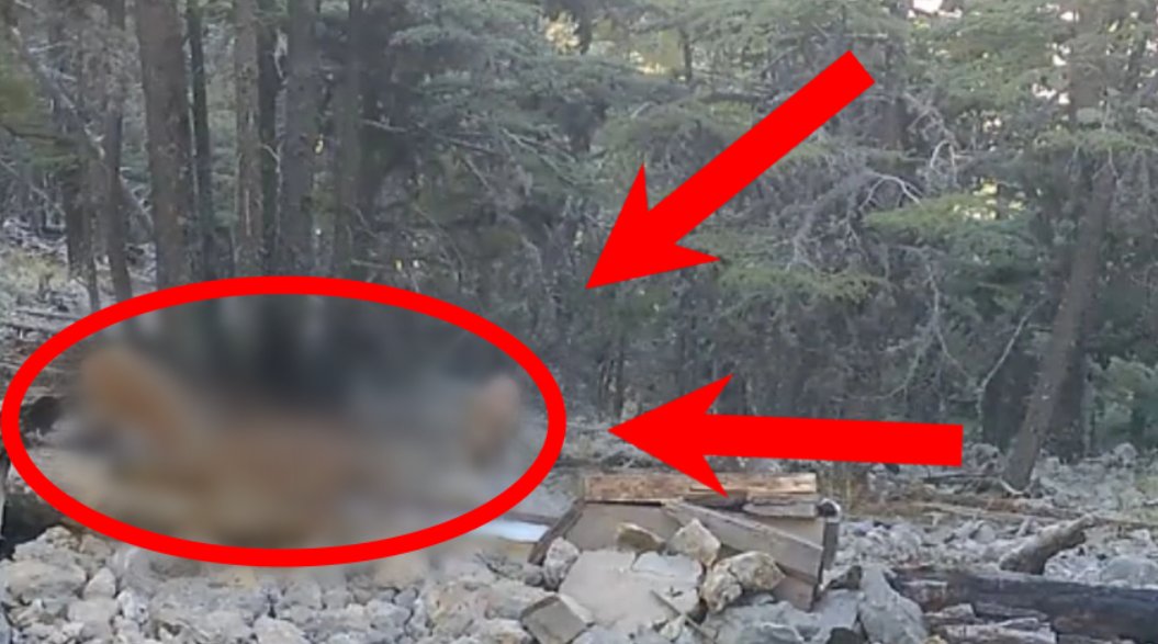 O canlılar fotokapana yakalandı! Ailecek su içerken görüntülendi!