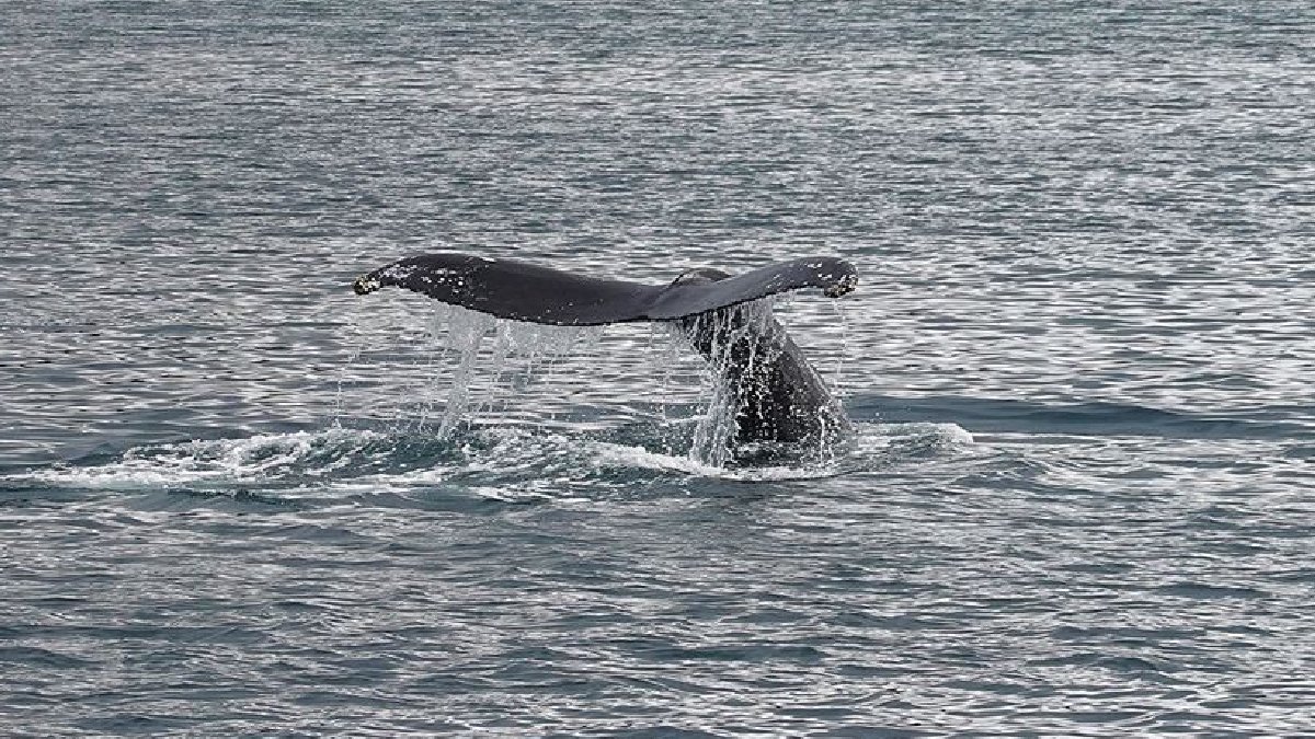 Tekneye çarptı, alabora oldu: Avustralya'da balina felaketi can aldı
