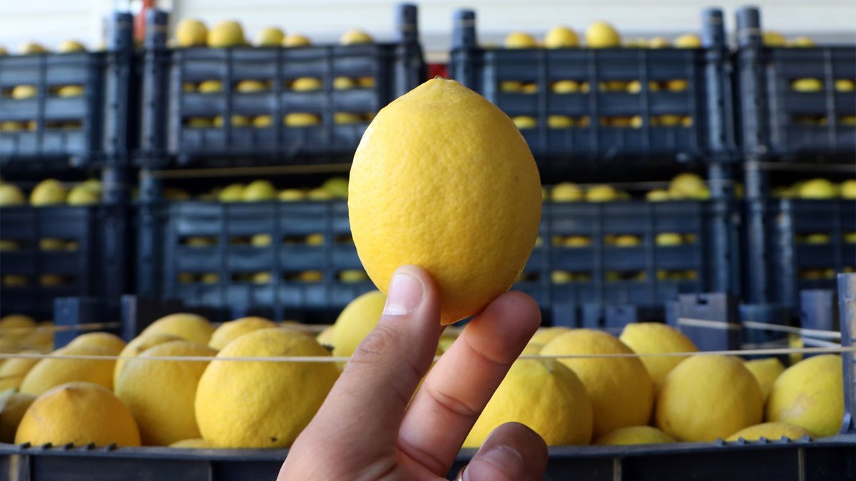 Üreticiden markete fiyat makası açılıyor: 4,4 kat farkla zirve limonun