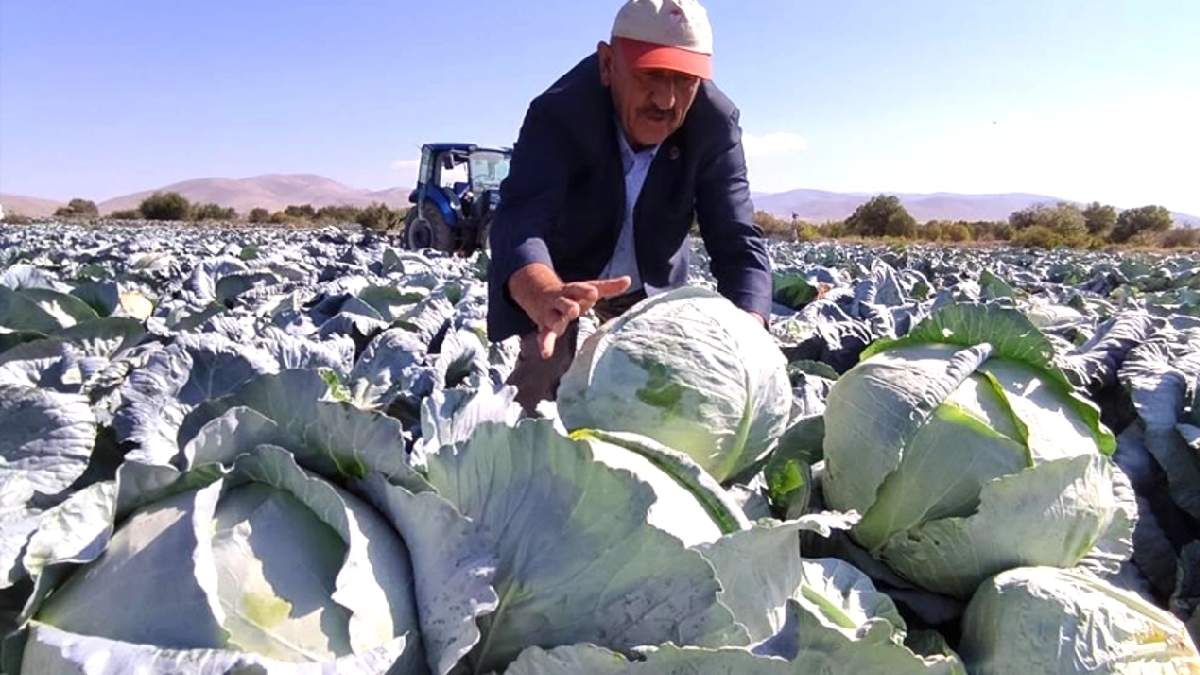 O kadar satıyor ki yurt dışına bile kalmıyor! 20 bin dekara 135 bin ton üretim: Kilosu 30 TL'ye çerez gibi gidiyor