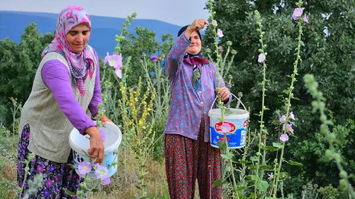 Yol kenarında yetişen servet! Kış ayı gelirken toplayan paraya para demiyor: Kilosu 90 TL'den kapış kapış gidiyor