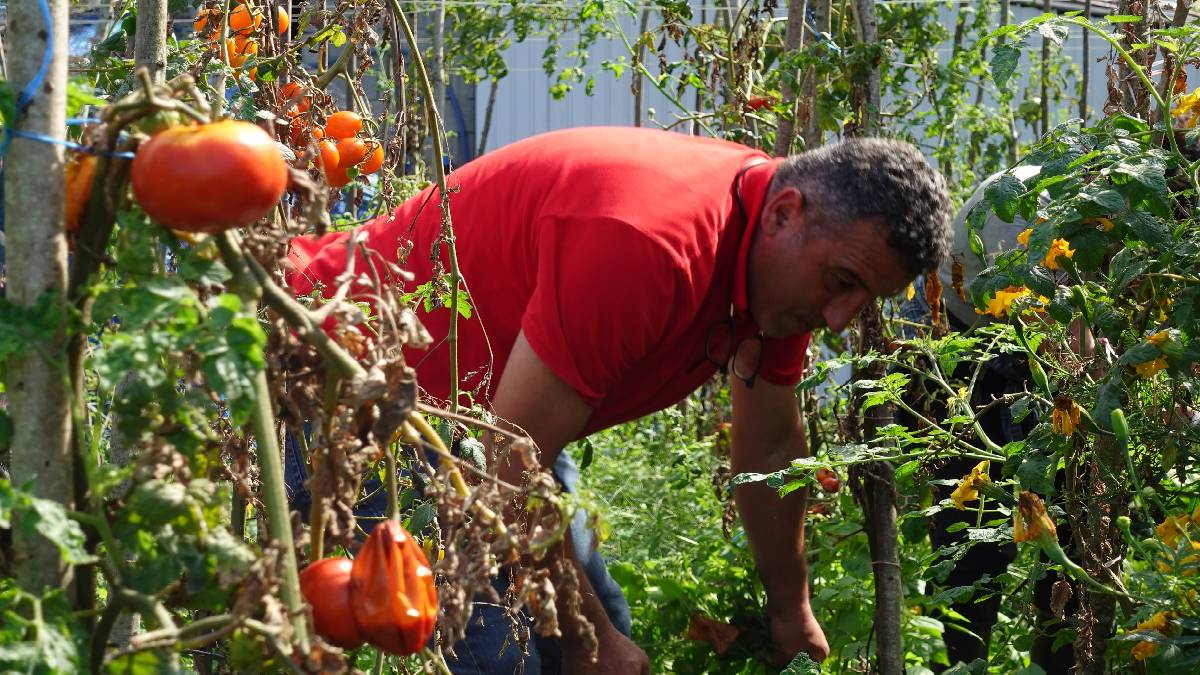 100 metrekarede başladı devasa bir seraya dönüştü! Köy köy dolaştı: 8 yılda 8,5 milyon…