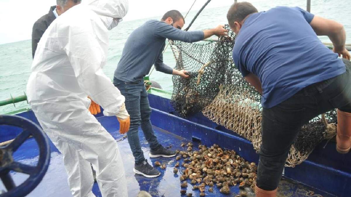 Türkiye'de yenmiyor ama 7 ülkeye tonlarca ihraç ediliyor! En az getirisi 11 milyon: Almak için resmen sıraya giriyorlar