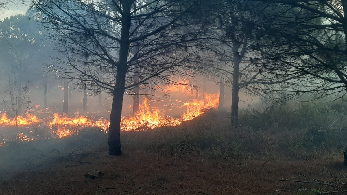 Çanakkale'de orman yangını: 2,8 hektar alan zarar gördü