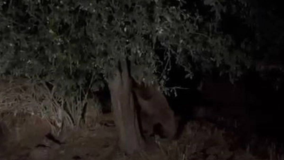 Resmen o ilimize dadandılar! Köylülerin üzerine kabus gibi çöktüler… Korkularından tarlalarına bile gidemiyorlar