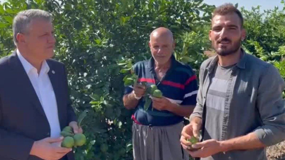 CHP'li Barut 'milli servettir' diyerek açıkladı: Limon üreticisi ağaçlarını sökmeye başladı