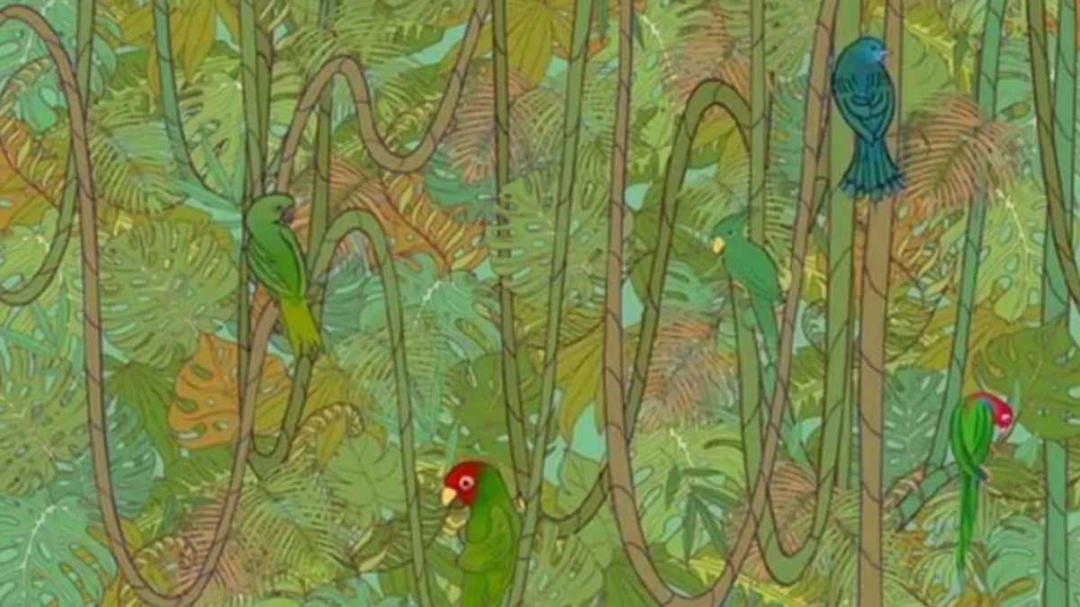 İnsanların yalnızca %1'i resimdeki gizli yılanı bulabiliyor! 7 saniyede bulanların IQ'su en az 130 çıkıyor...