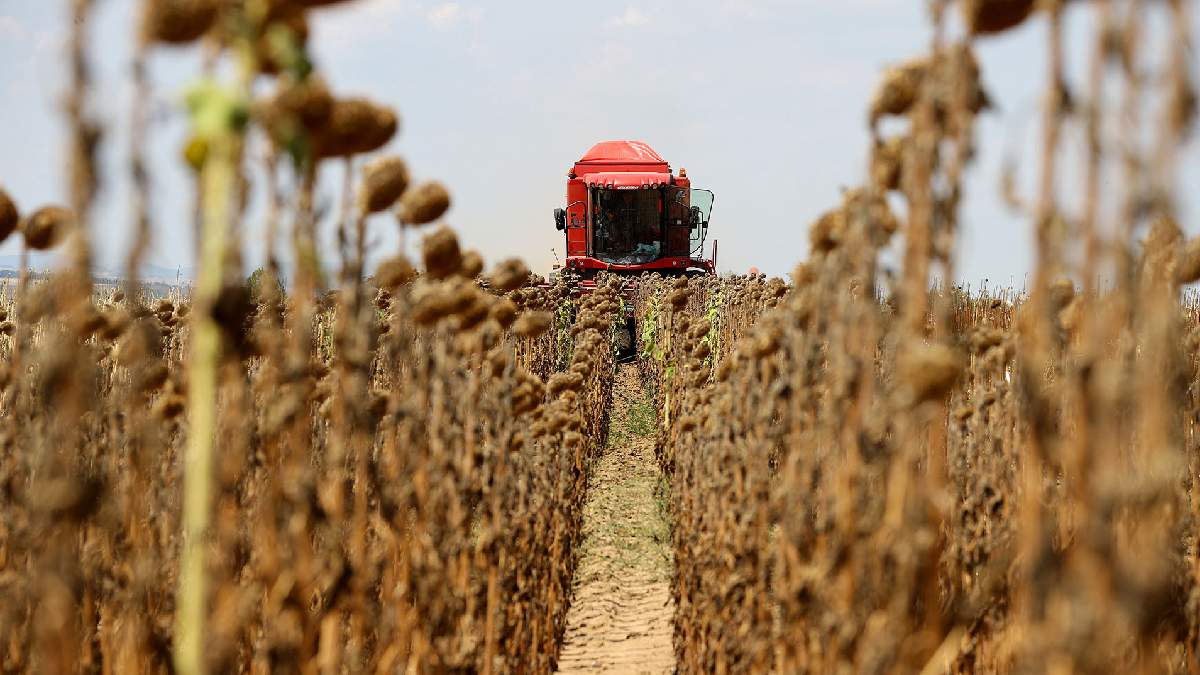 Edirne'de hasat heyecanı! Yerli tohumdan şaşırtan rekolte: Çiftçinin yüzü bu sezon güldü