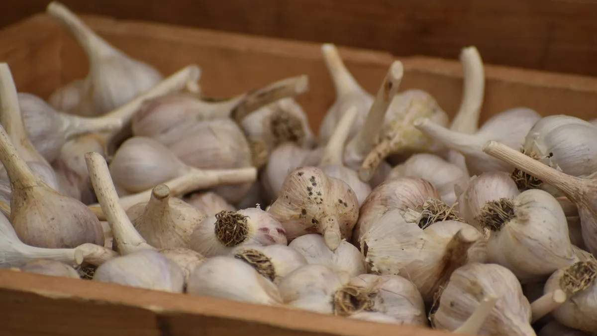 Meğer sarımsakların çürüme nedeni buymuş! Bu yöntemle sarımsaklar hiç bozulmayacak: Tüm kış güvenle saklayabilirsiniz