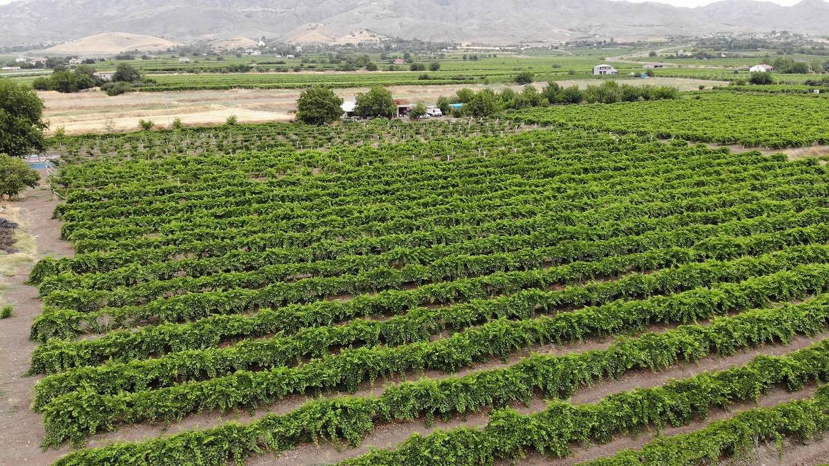 Yalnızca 3 ay sürüyor tonla para kaldırıyorlar! İtalya, Fransa soluğu Türkiye’de alıyor! En kalitelisi buradan çıkıyor