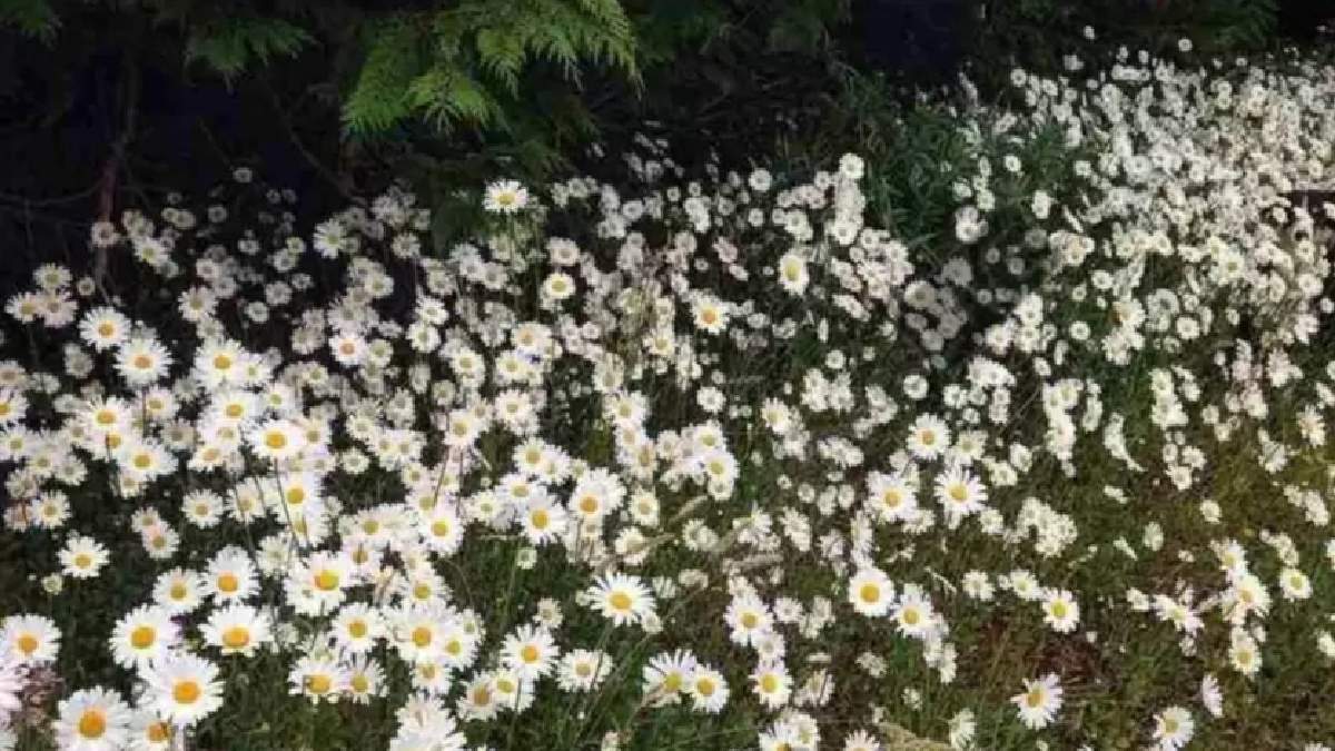 Gözlerine güvenen çiçeklerin arasındaki köpeği 15 saniyede bulur! Yalnızca üstün zekalılar 15 saniye içinde sırrı çözüyor