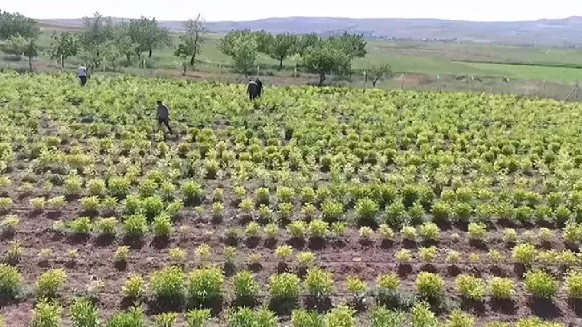 Dünya pazarında Hollanda'nın yeni rakibi oldu! Buğdaydan daha fazla verim alıyor: Siparişlere yetişmek ise mümkün değil