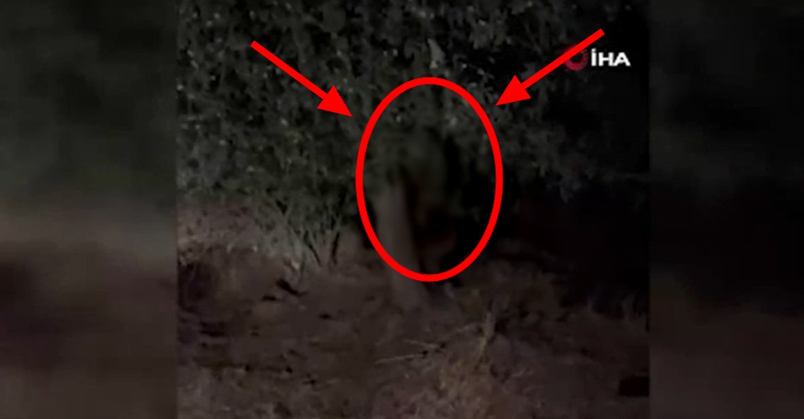 Korkularından tarlaya adım bile atamıyorlar! Gece öyle bir şey geliyor ki, köylü tarlaya giderken dua ediyor