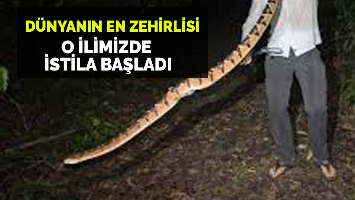 Burası Amerika değil Türkiye! Tam 2 metre boyunda ve dünyanın en zehirlisi: O ilimizde istila başladı